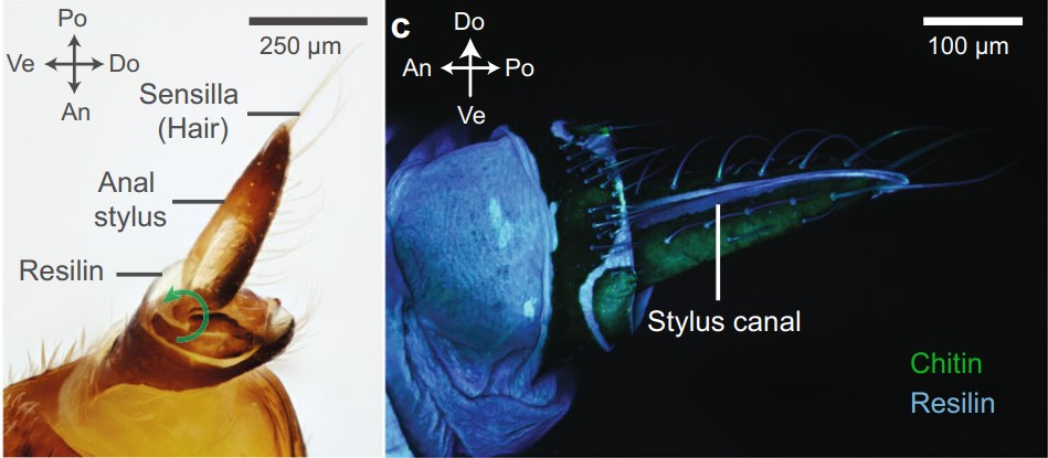 Мікроскопічне зображення анального стилуса цикадки, де щеленою стрілкою показане гнучке місце, що дозволяє стилусу вигинатися і пружинити. Elio J. Challita et al. / Nature Communications, 2023