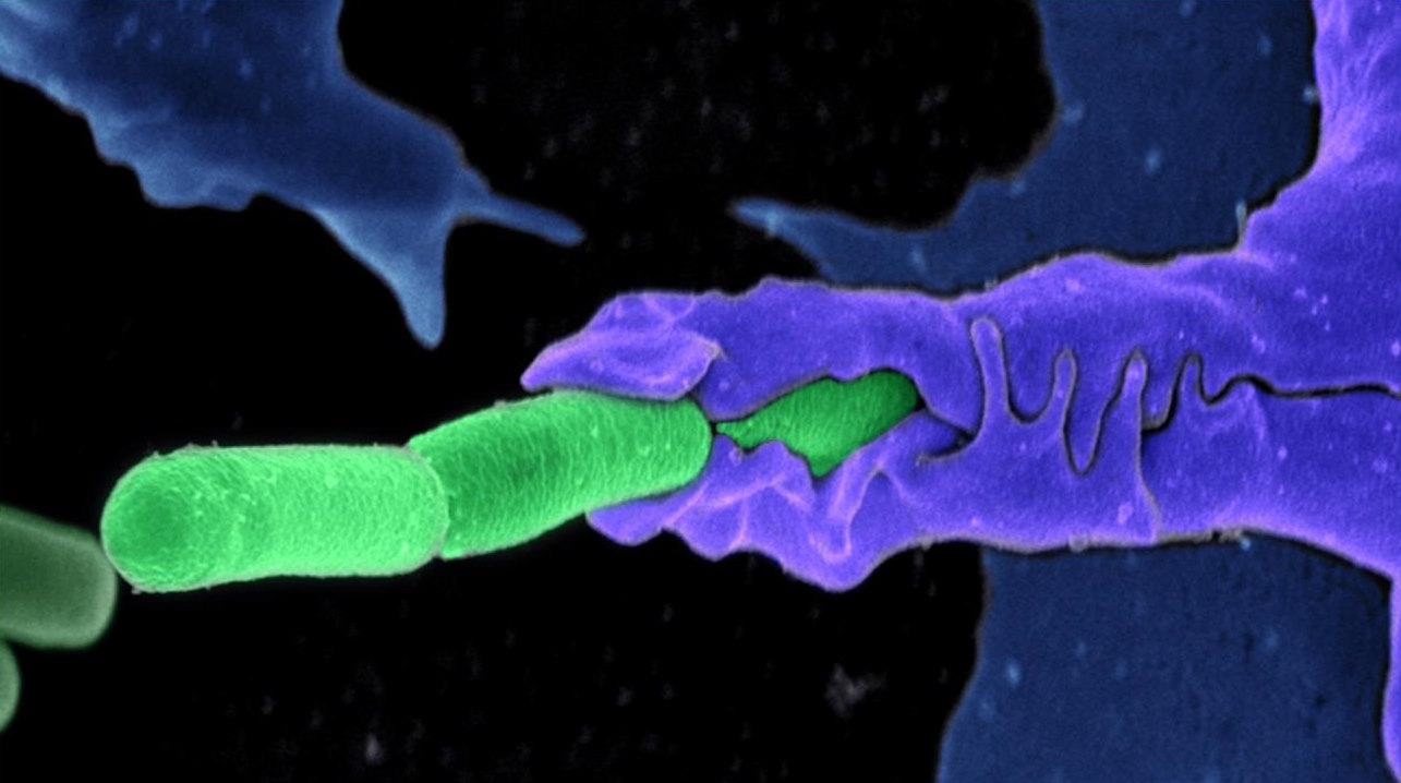 Імунна клітина (синя) поглинає патогени (зелені).&amp;nbsp;Camenzind G. Robinson, Sarah Guilman, and Arthur Friedlander, United States Army Medical Research Institute of Infectious Diseases