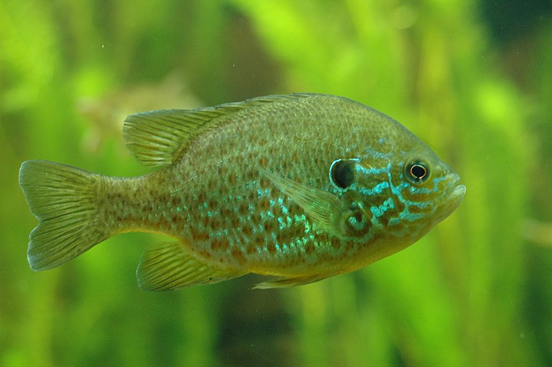Риба царьок, природно властива водоймам Північної Америки, поширилася на значній території Європи. Tino Strauss / Wikimedia Commons