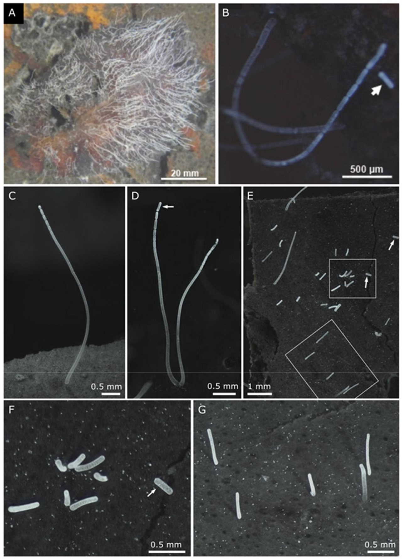 Мікроскопія нового виду бактерії. А. Клітини на листкові мангру. В-D. Демонстрація брунькування бактерії. Е. Ділянка листка з відділеними дочірніми клітинами бактерії різного розміру. F-G. Те ж зі збільшенням. Volland et al. / bioRxiv, 2022
