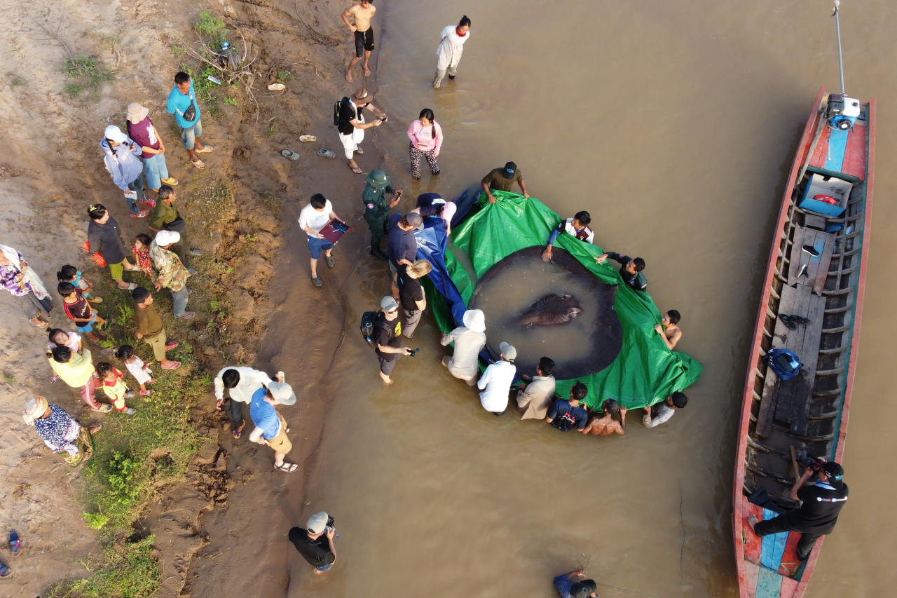 Гігантського ската випускають в річку Меконг. Chhut Chheana / Wonders of the Mekong via AP