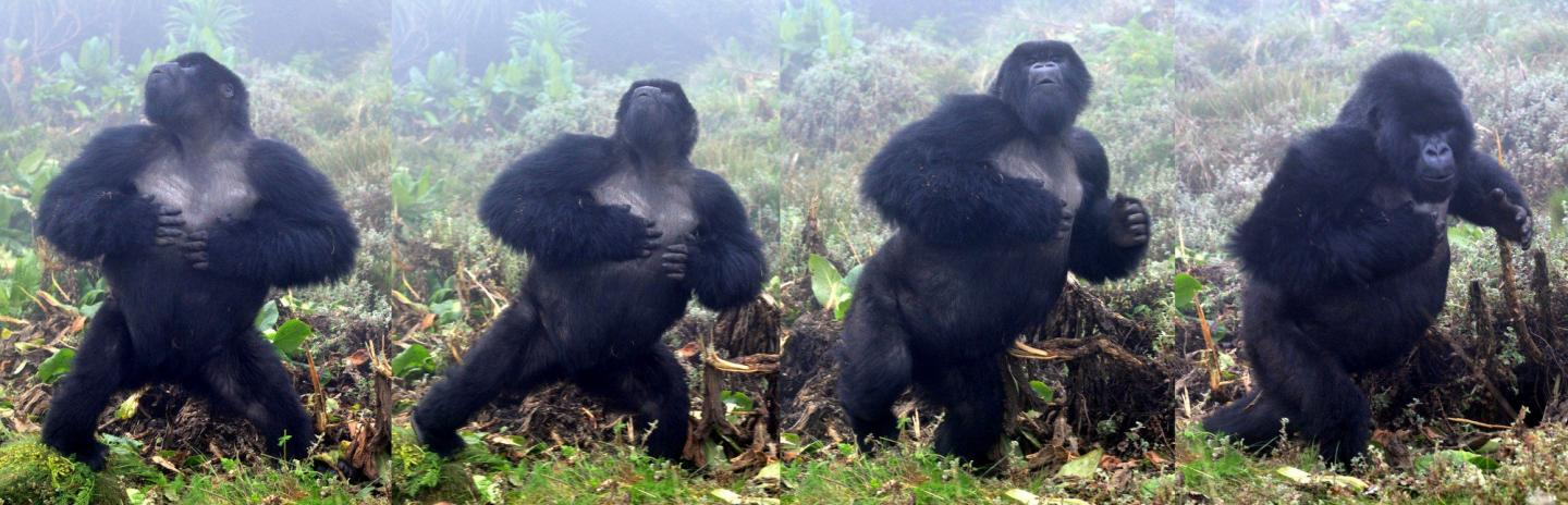Самець горили б'ється в груди. Jordi Galbany / Dian Fossey Gorilla Fund
