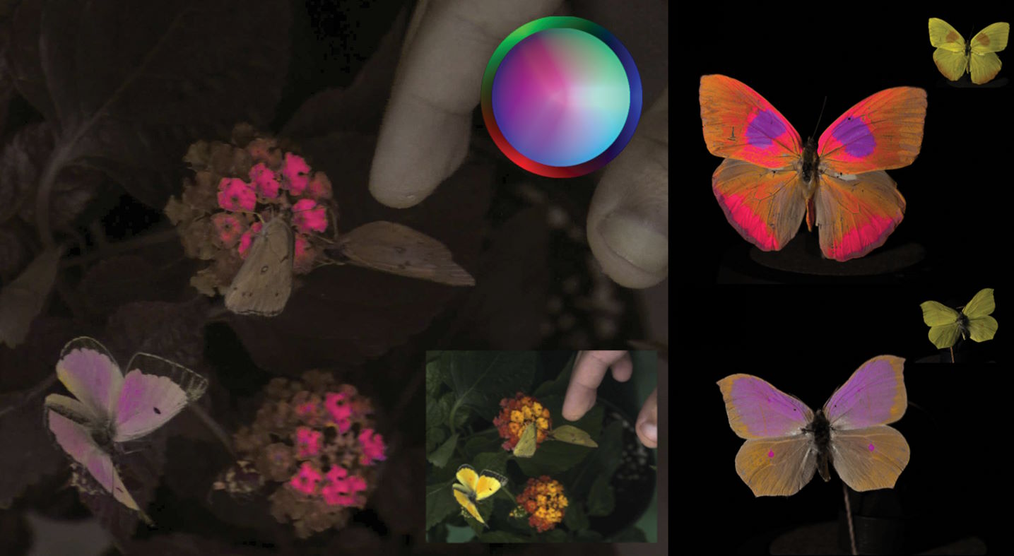 Зліва — метелики Colias eurytheme у кольорах, якими їх бачать бджоли і птахи. Нижче їхня ж світлина, але така, якою її бачить око людини. Справа зображені у видимих для бджіл і птахів метелики Phoebis philea і Anteos sp. і менші їхні ж знімки, але у видимому для людей діапазоні. Vera Vasas et al. / PLOS Biology, 2024