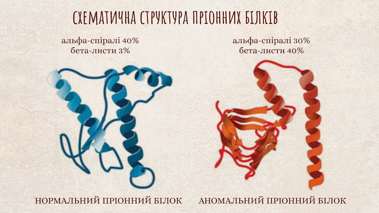 Порівняння структур здорового та аномального пріона. Саме з високим вмістом структур під назвою бета-листи пов’язують міцність небезпечних пріонів. Lee et al. / Osong Public Health and Research Perspectives, 2013