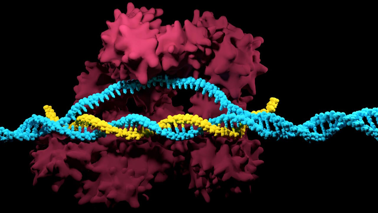 Ілюстративне зображення дії&amp;nbsp;CRISPR-Cas9.&amp;nbsp;University of California, Berkeley