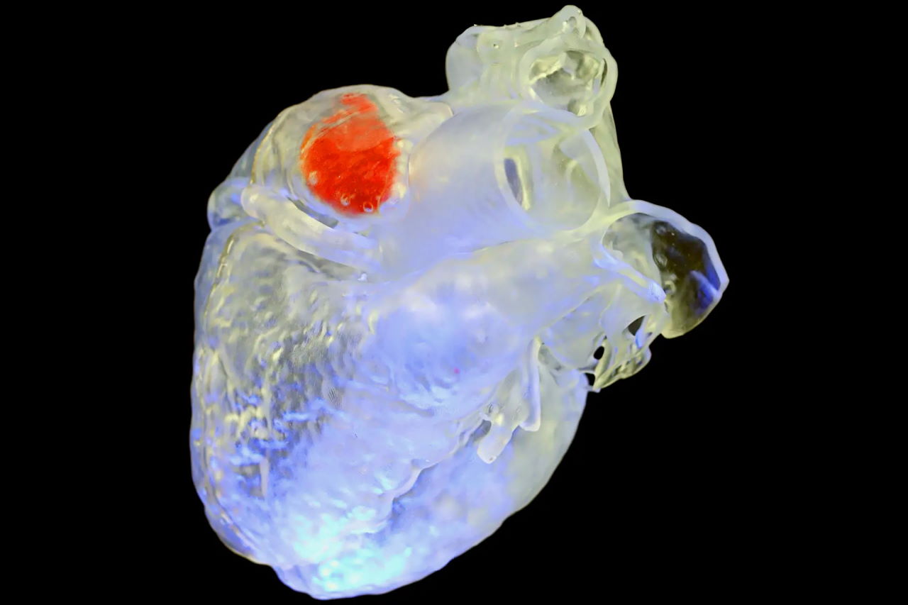 Виготовлений за допомогою ультразвуку імплантат всередині моделі людського серця.&amp;nbsp;Alex Sanchez, Duke University; Junjie Yao, Duke University; Y. Shrike Zhang, Harvard Medical School