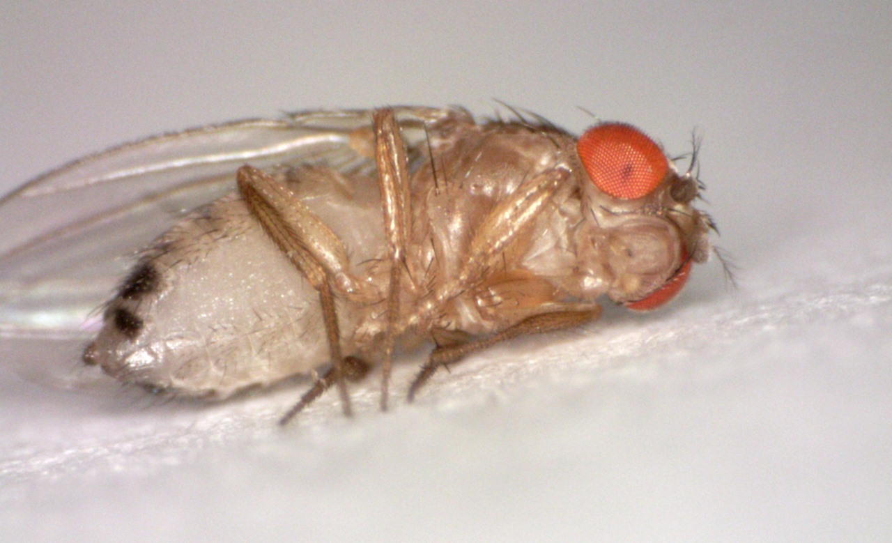 Самка&amp;nbsp;Drosophila melanogaster. Hannah Davis