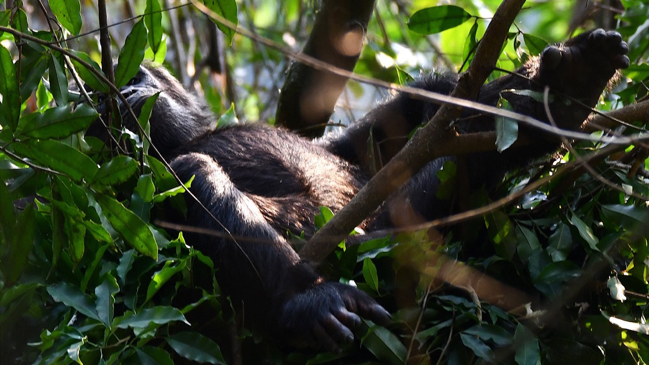 Шимпанзе утеплили гнізда перед холодними ночами. Їх запідозрили у передбаченні погоди