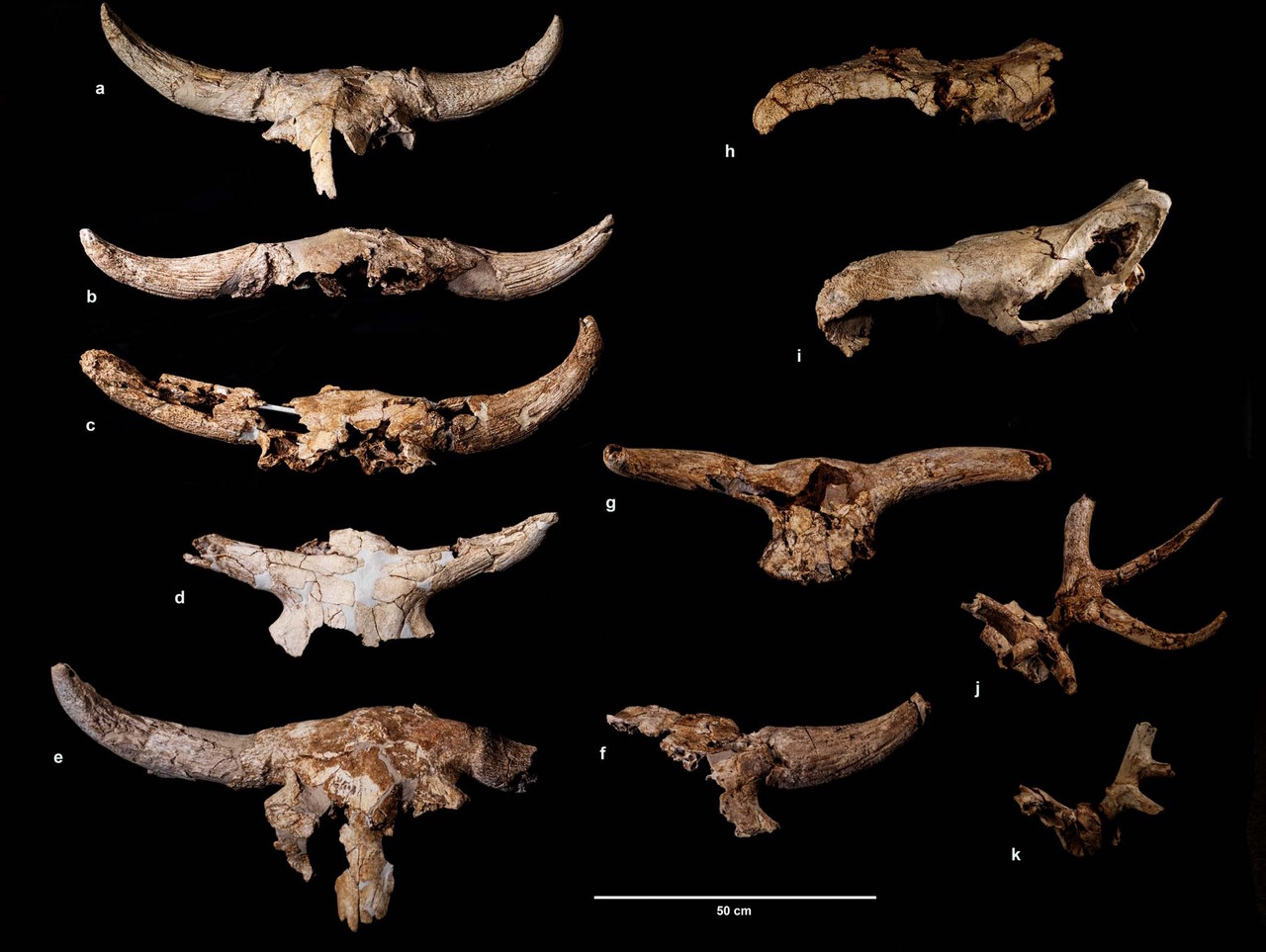 Деякі з найкраще збережених кісток з печери. Enrique Baquedano et al. / Nature Human Behaviour, 2023
