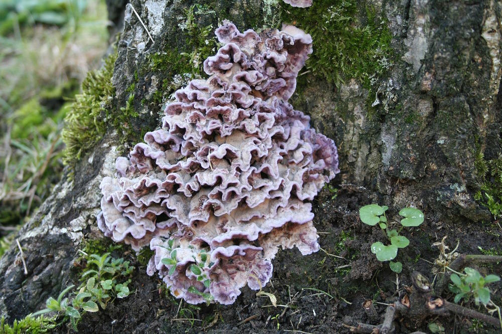 Chondrostereum purpureum на дереві. User:Strobilomyces /&amp;nbsp;Wikimedia Commons