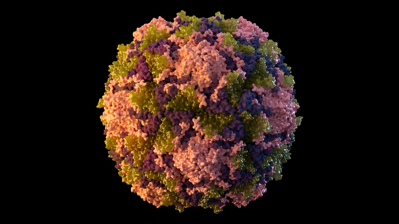 Ілюстрація поліовірусу.&amp;nbsp;CDC, via Associated Press