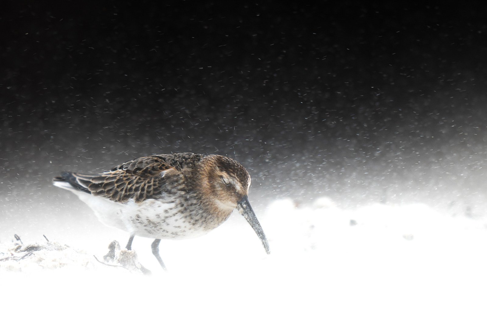 Фото чорноволика від молодого пташиного фотографа року. Levi Fitze