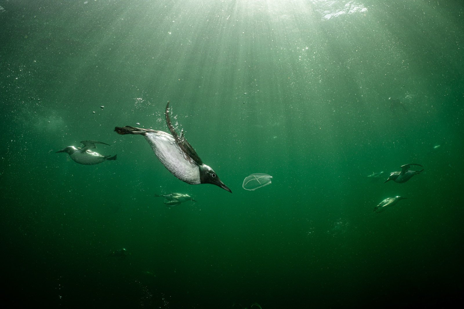 Пінгвіни й медузи. Henley Spiers