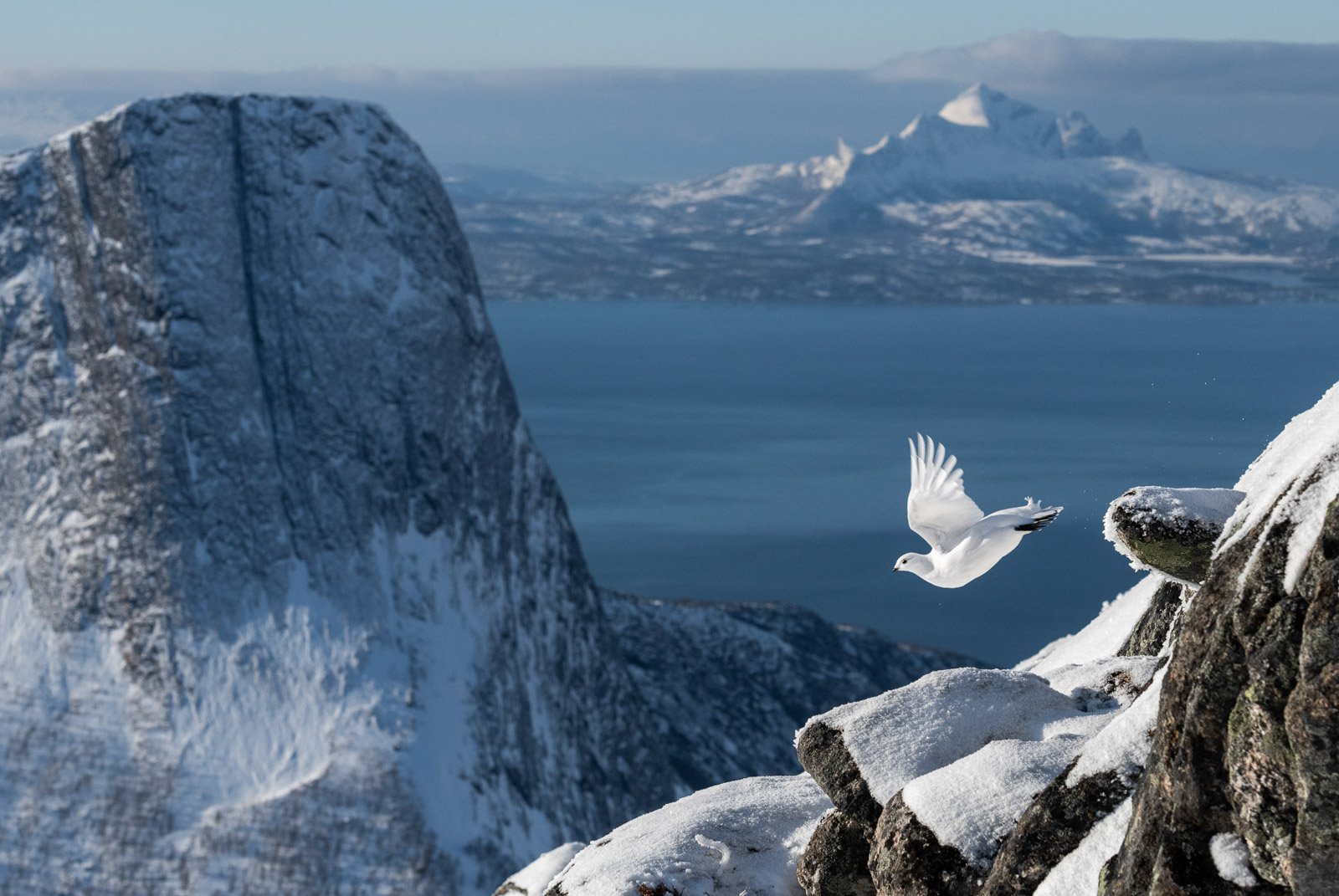 Фото абсолютного переможця. Тундрова куріпка над норвезьким фйордом. Erlend Haarberg