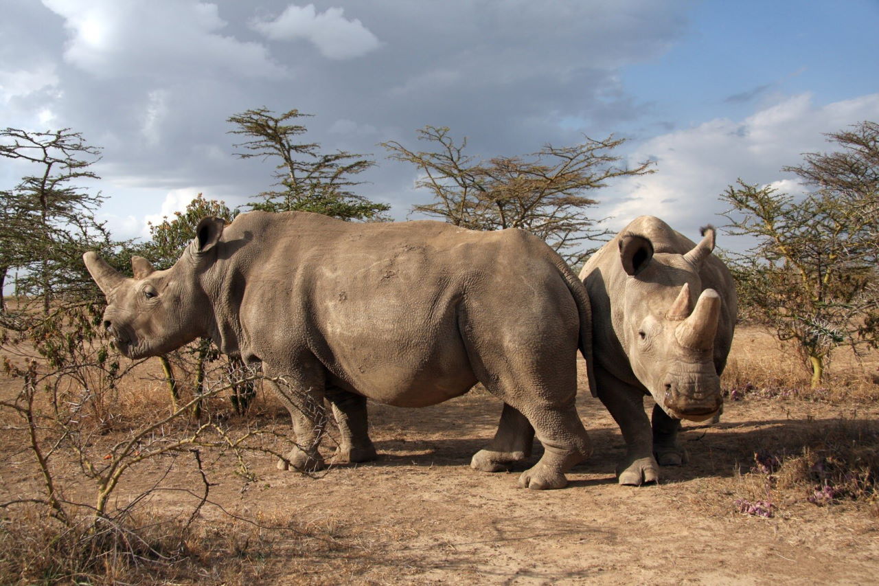 Останні дві живі самки північного білого носорога.&amp;nbsp;Jan Stejskal, Safari Park Dvůr Králové