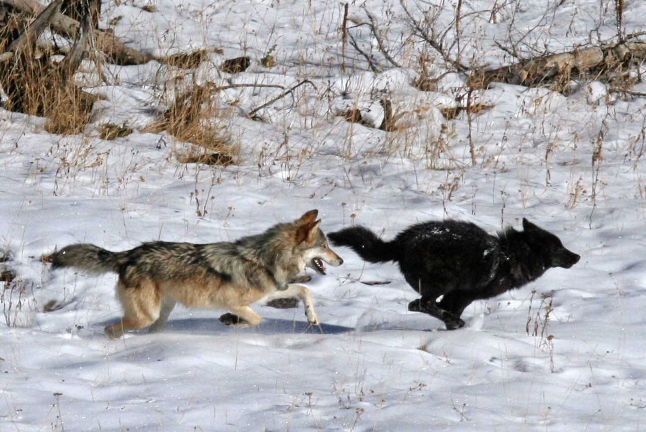 Сірий вовк женеться за чорним під час гри у Єлловстоунському національному парку.&amp;nbsp;Daniel Stahler / NPS