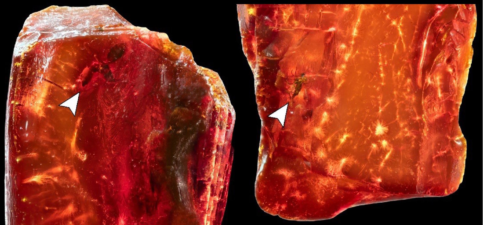 Мураха та ґрунтовий комарик у бурштині.&amp;nbsp;Boudinot et al. / Scientific Reports, 2026