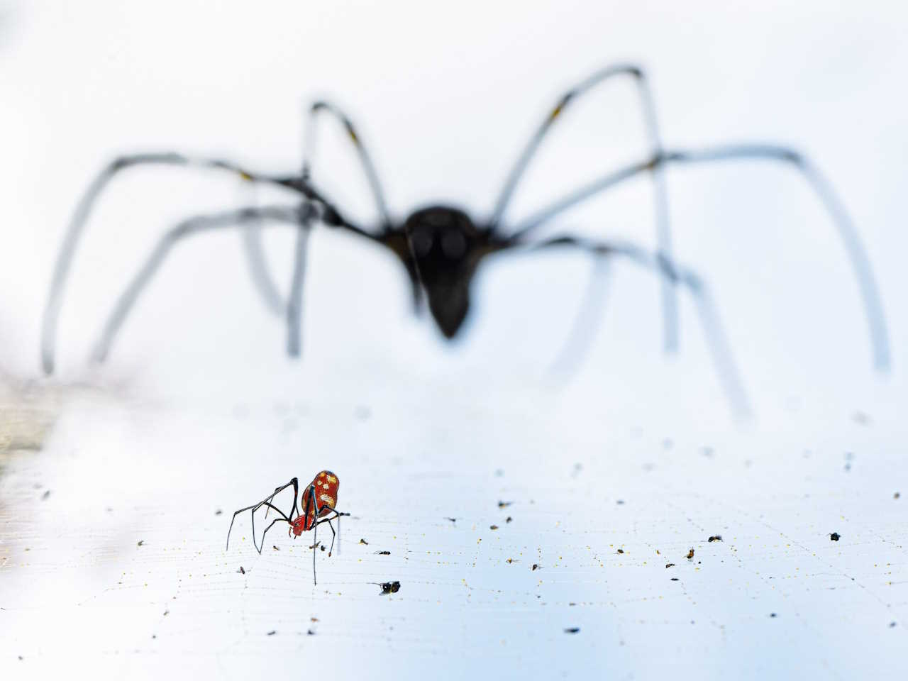 Павук-шовкопряд Nephila pilipes (більший) стоїть за крихітним павуком-росинкою Argyrodes. Tin Yuen Tsang