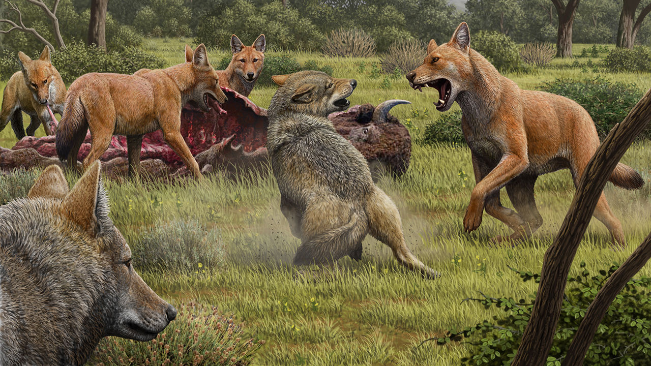 Жахливі вовки (руді) проганяють сірих вовків; інтерпретація художника. Mauricio Antón