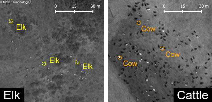 Супутникові зображення вапіті (зліва) та корів (справа). UCSB