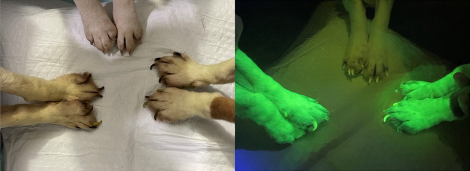Флуоресценція лап двох модифікованих собак, у порівнянні з немодифікованим.&amp;nbsp;Dong-Ern Kim et al. /&amp;nbsp;BMC Biotechnology, 2022