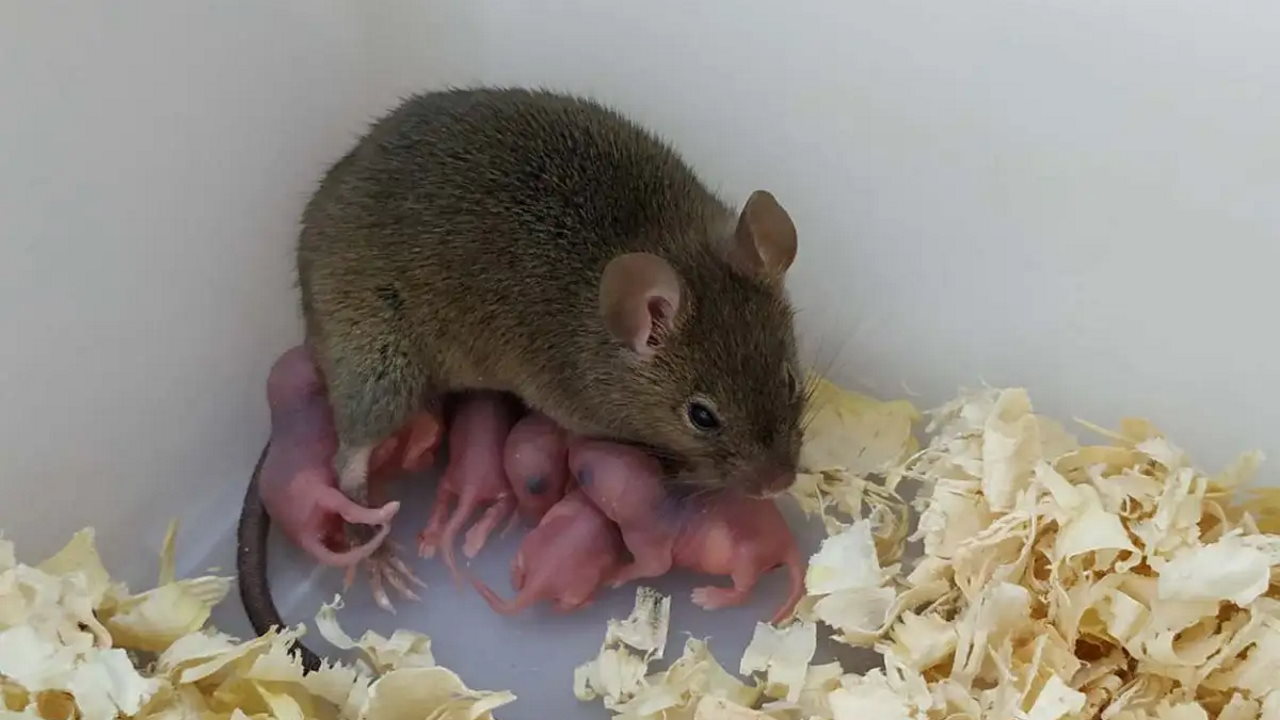 Миша, що розвинулася із незаплідненої яйцеклітини, зі своїм потомством.&amp;nbsp;Yanchang Wei et al. / PNAS, 2022