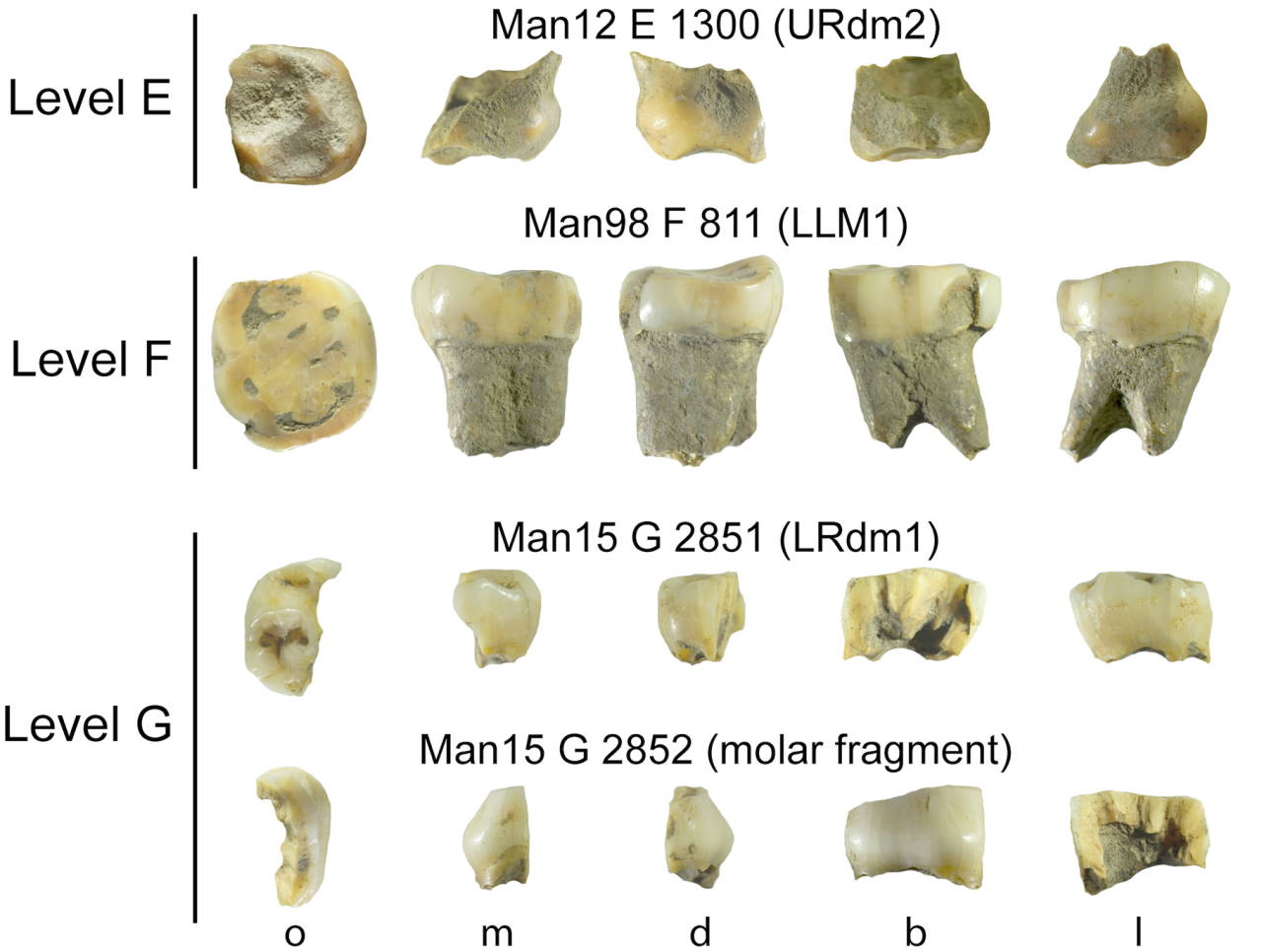 Частина зубів, знайдених у гроті Мандрен.&amp;nbsp;Ludovic Slimak et al. / Science Advances, 2022