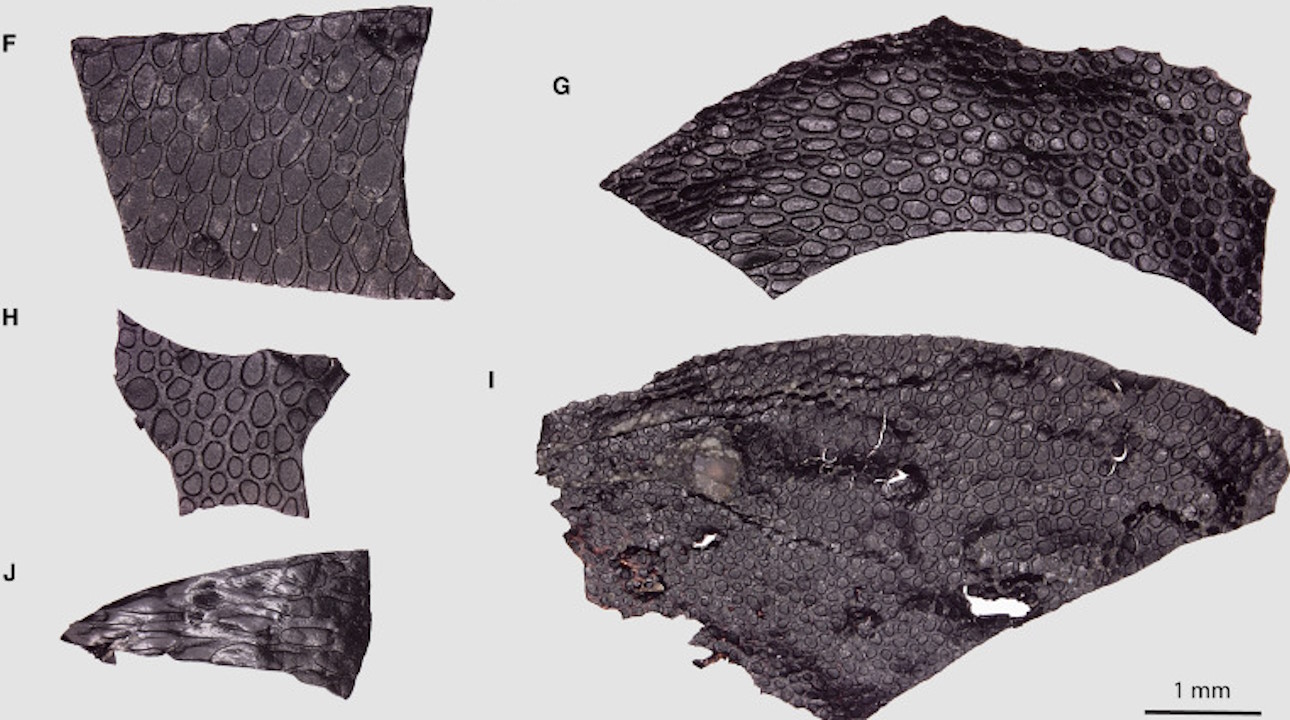 Фрагменти скам'янілої шкіри рептилії.&amp;nbsp;Ethan D. Mooney et al. /&amp;nbsp;Current Biology, 2024