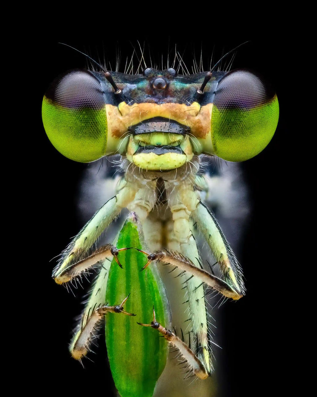 Тонкохвіст Ischnura posita.&amp;nbsp;Benjamin Salb / Royal Entomological Society
