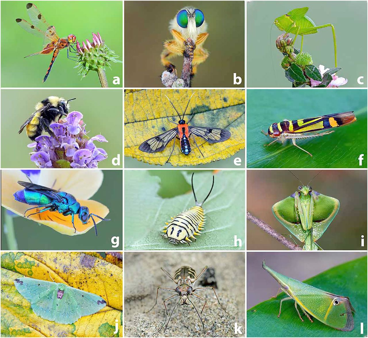 Різноманіття комах. Michael Thomas / PNAS