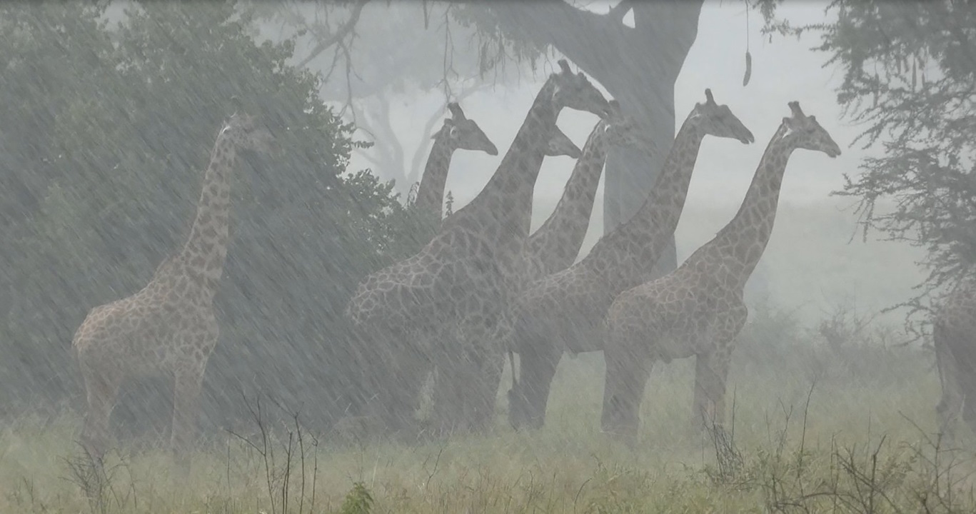 Жирафи стоять у зливі.&amp;nbsp;Derek Lee