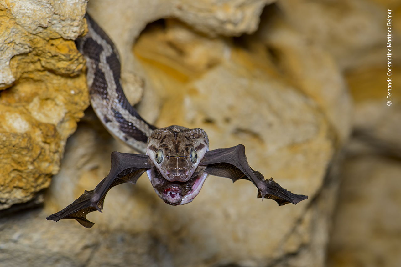 Юкатанська щуряча змія (Pseudelaphe phaescens) вполювала летючу мишу, вірогідно в Печері Висячих Змій в Мексиці&amp;nbsp;