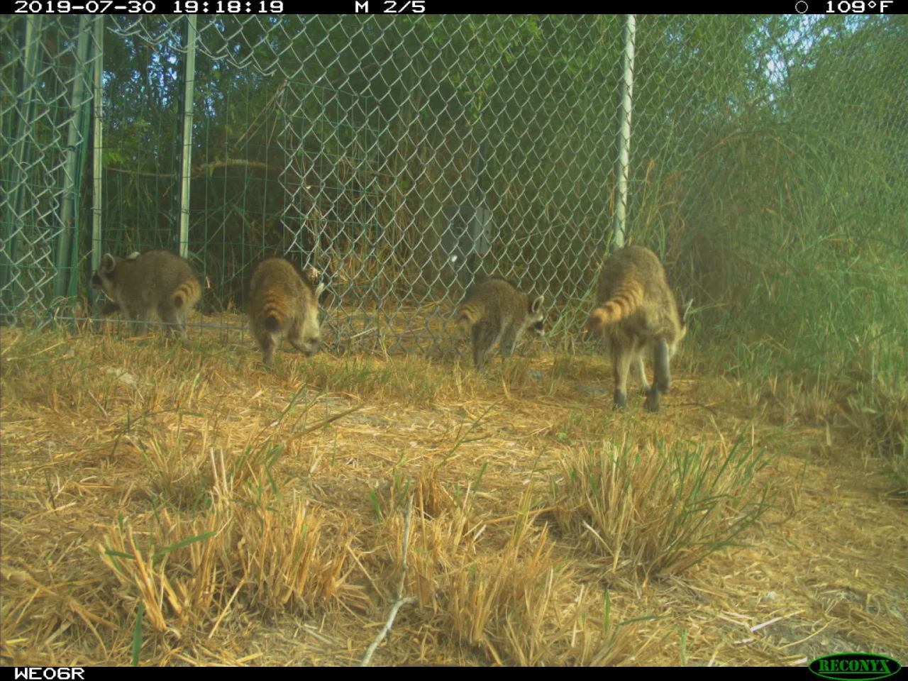 Ракуни виходять крізь паркан.&amp;nbsp;Kline Lab, University of Texas Rio Grande Valley