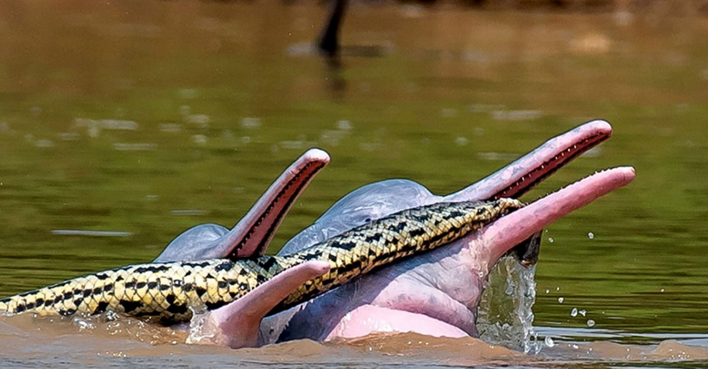 Болівійські річкові дельфіни граються зі змією.&amp;nbsp;Entiauspe-Neto et al. / Ecology, 2022