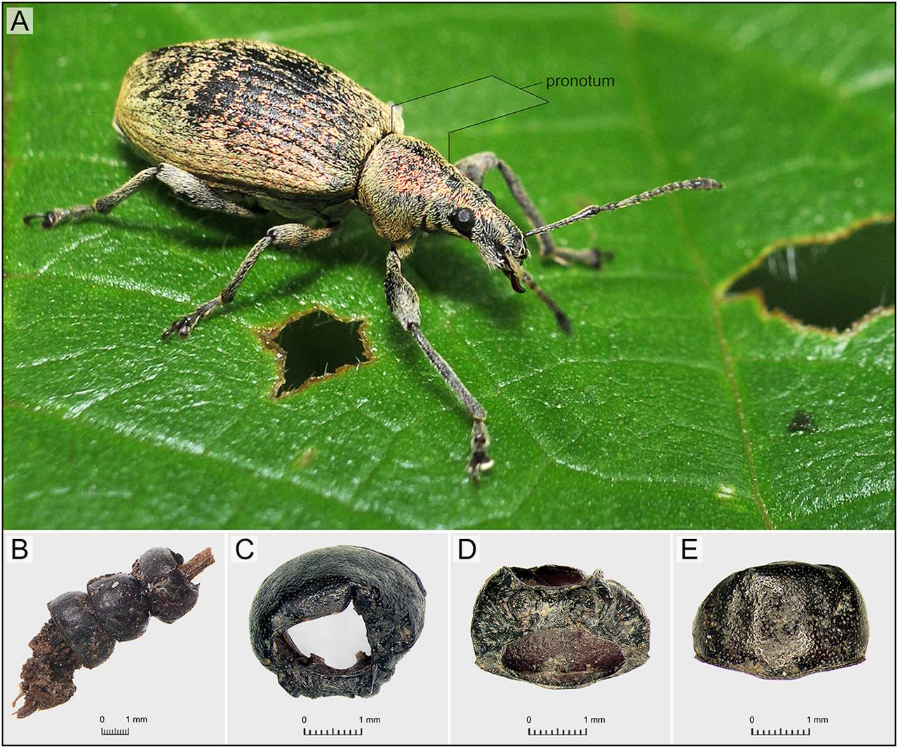 Жук Phyllobius viridicollis і фрагменти тіла таких жуків, які помістили в могилу дитини. J. Józefczuk, J. Kania & A. Hałuszko
