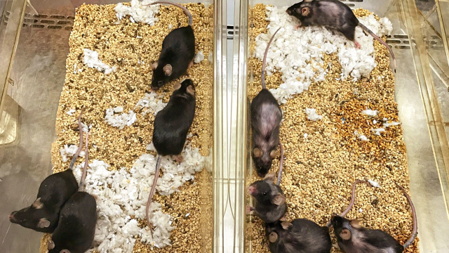 Миші, які вживали AKG (зліва) та миші контрольної групи (справа). Azar Asadi Shahmirzadi et al. / Cell Metabolism, 2020