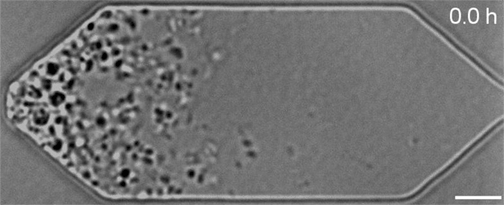 Поділ JCVI-syn3A під світловим мікроскопом. E. Strychalski /NIST and J. Pelletier / MIT
