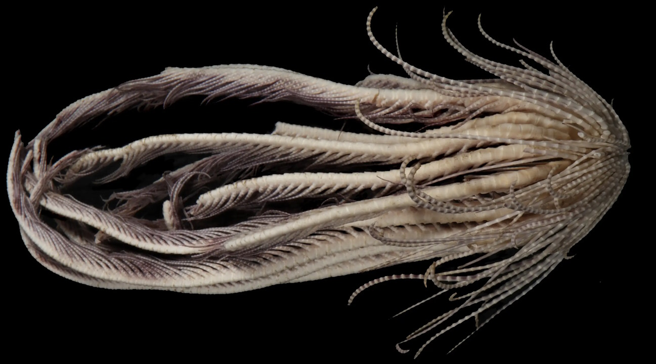 Новий вид морської лілії, що отримав назву на честь полуниці.&amp;nbsp;Greg W. Rouse