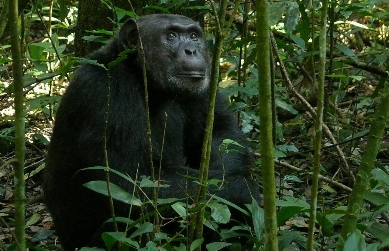 Східний шимпанзе. Bernard DUPONT /&amp;nbsp;Wikimedia Commons