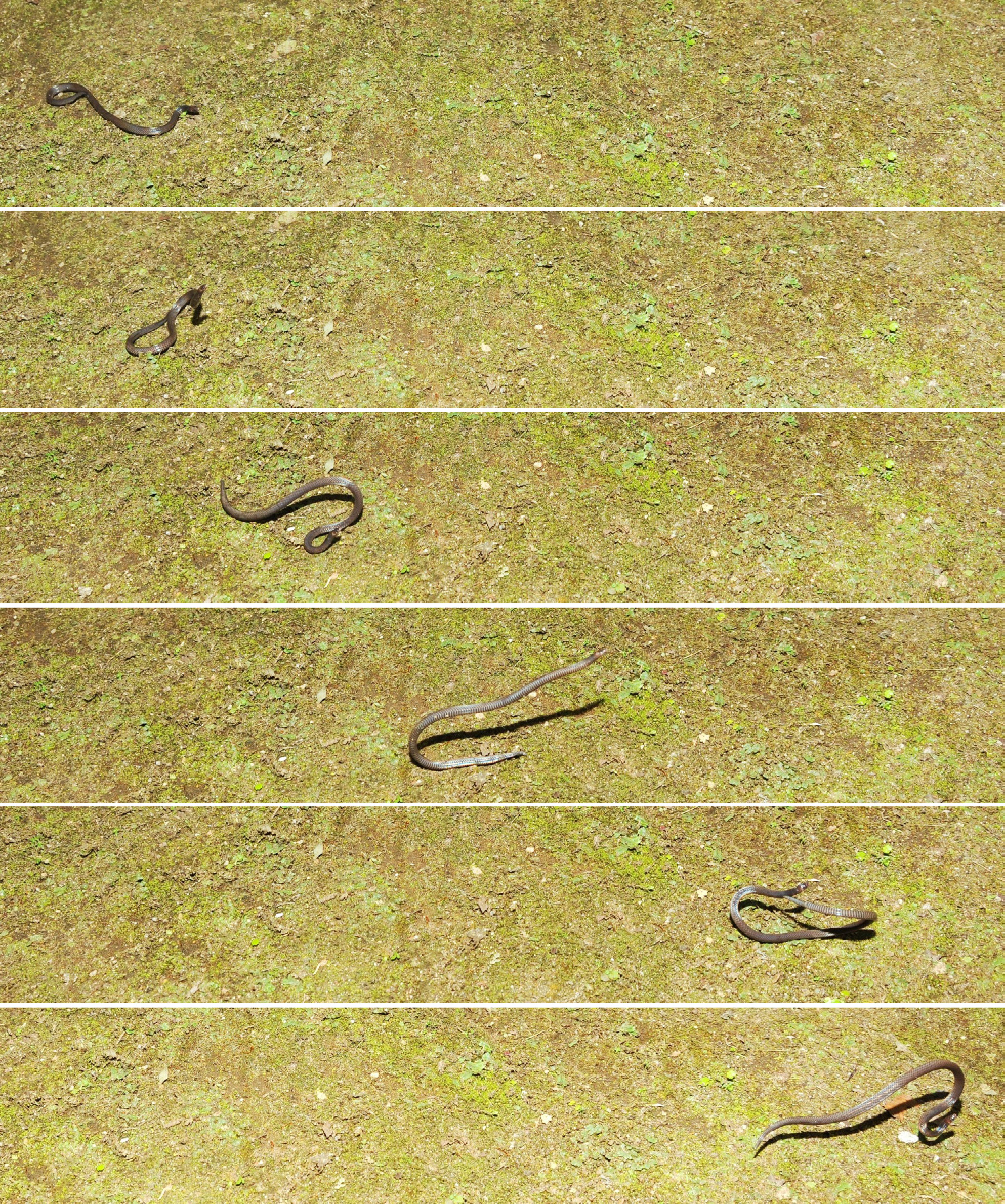 Покадрове зображення перекочування змії P. longiceps.&amp;nbsp;Evan Quah /&amp;nbsp;Biotropica, 2023