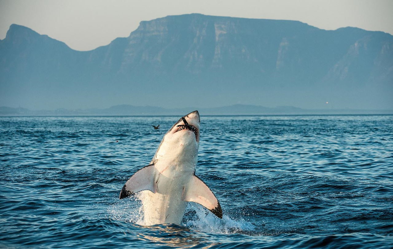 Біла акула полює біля берегів Південної Африки. USO / iStock