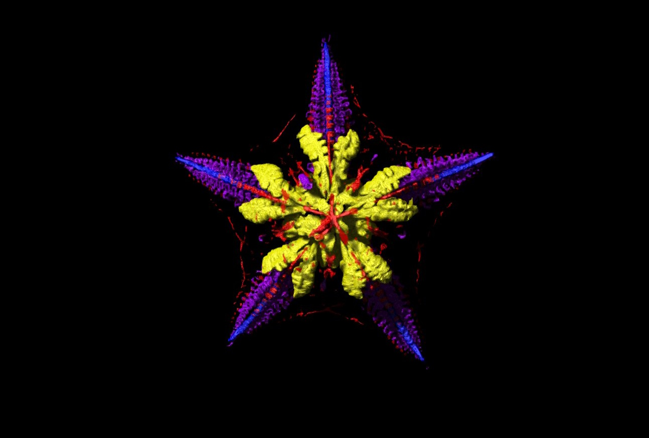 Мікрокомп’ютерна томографія, яка показує скелет (сірий), травну систему (жовтий), нервову систему (синій), м’язи (червоний) і систему судин (фіолетовий) морської зірки.&amp;nbsp;University of Southampton