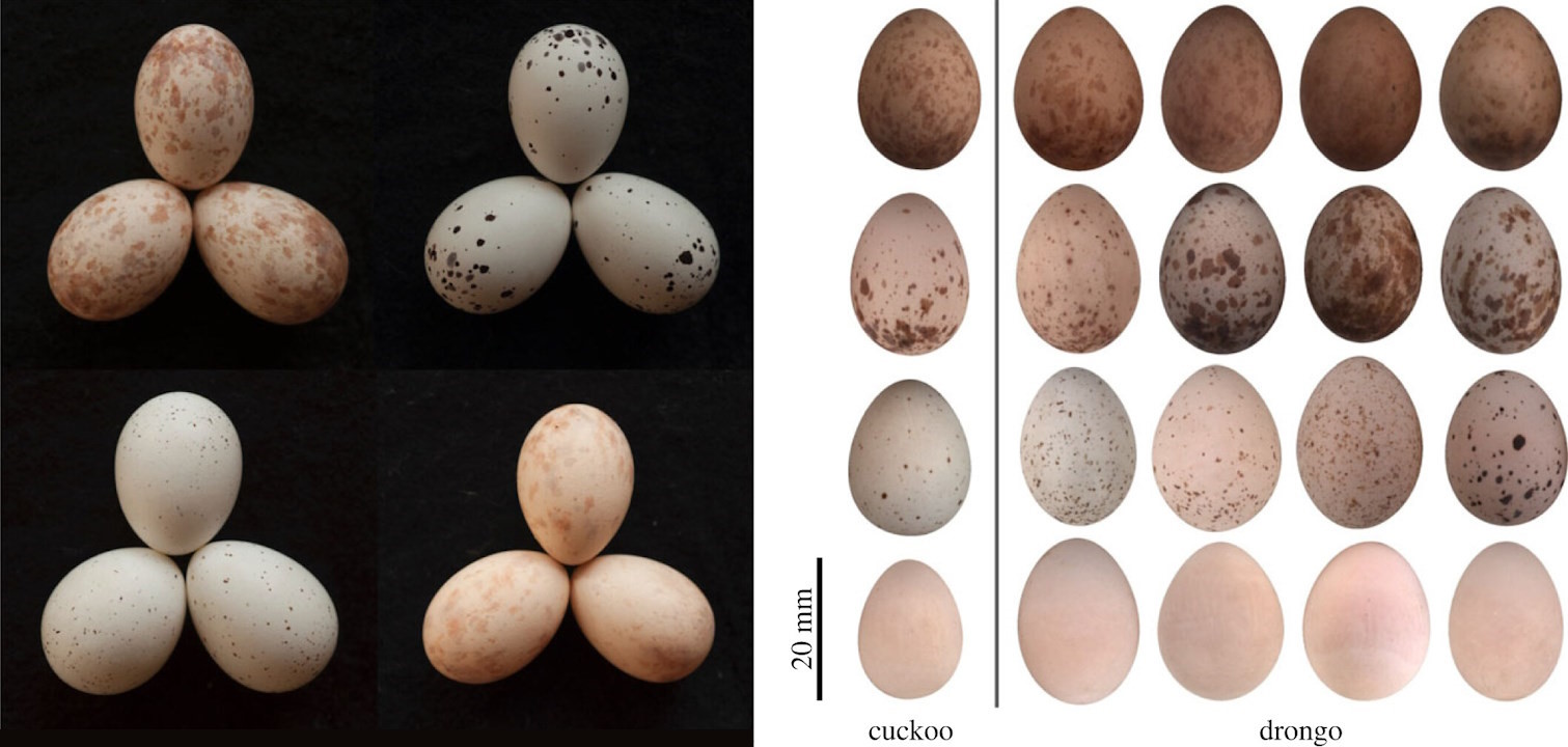 Зліва - кладка яєць дронго з підкинутим зозулиним яйцем (на кожній кладці воно нижнє праве). Справа - порівняння яєць зозуль (ліва колонка) та яєць дронго (чотири колонки справа).&amp;nbsp;Jess Lund et al. /&amp;nbsp;Proceedings of the Royal Society B, 2023