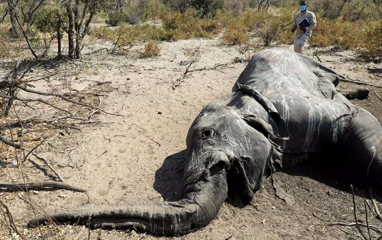 Тіло одного з 350 слонів, що померли у Ботсвані.&amp;nbsp;Reuters