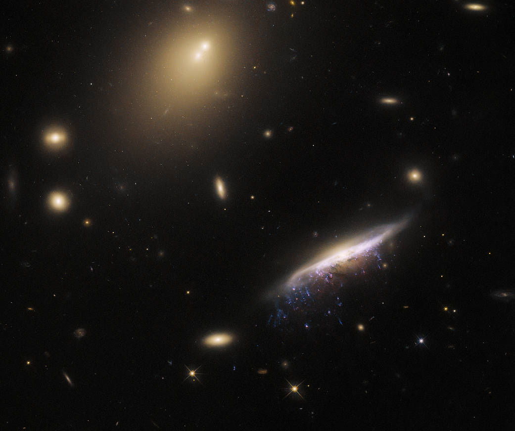 Галактика&amp;nbsp;JW100 на знімку телескопа.&amp;nbsp;ESA/Hubble &amp;amp; NASA, M. Gullieuszik and the GASP team