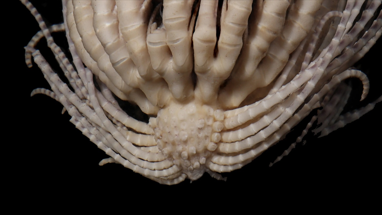 Новий вид морської лілії з секцією видалених відростків, щоб продемонструвати полуницеподібну форму тіла.&amp;nbsp;Greg W. Rouse