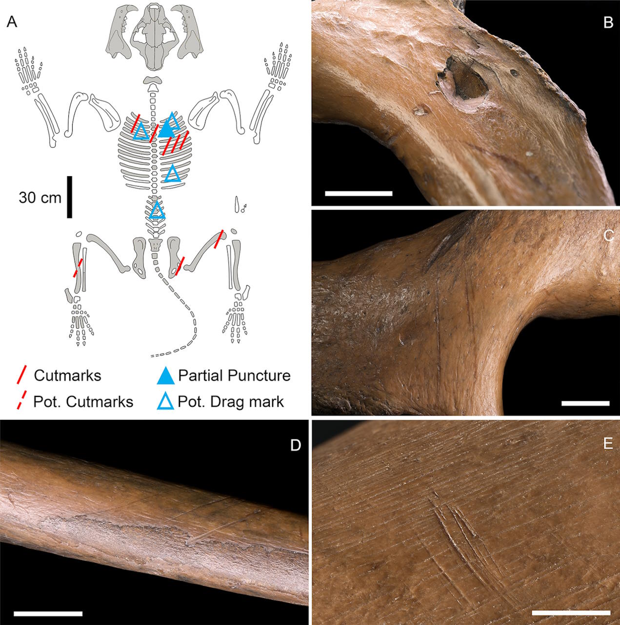 Схема збереженого скелета печерного лева та сліди на його кістках від спису й білування.&amp;nbsp;