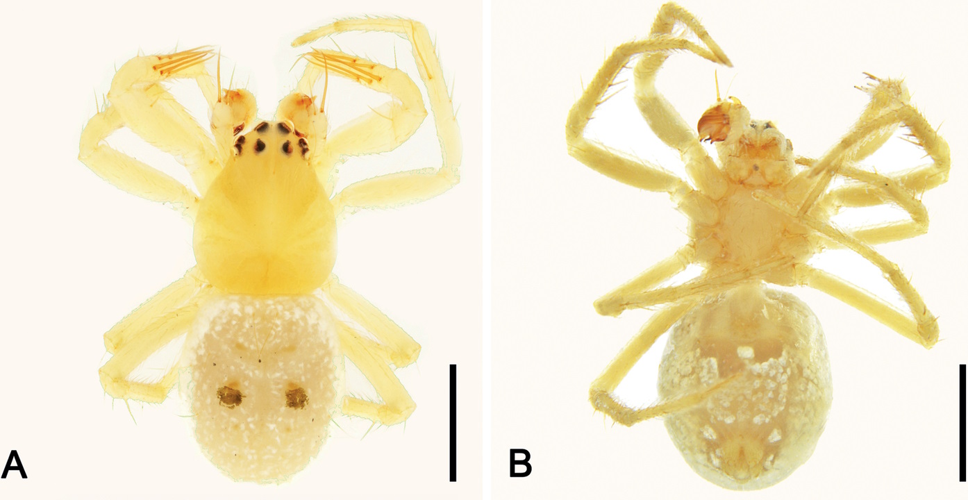 Зображення зверху і знизу самця павуків&amp;nbsp;Abba transversa.&amp;nbsp;Pedro de S. Castanheira, Volker W. Framenau /&amp;nbsp;Evolutionary Systematics, 2023