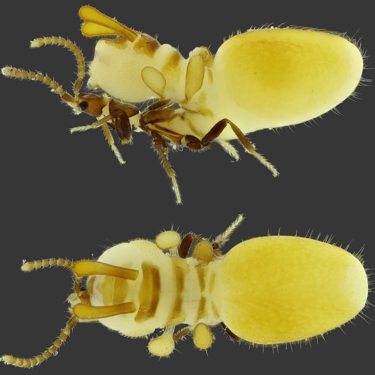 A. carrijoi з виростом на спині, який нагадує терміта.&amp;nbsp;BRUNO ZILBERMAN,&amp;nbsp;CARLOS M. PIRES-SILVA /&amp;nbsp;Zootaxa, 2023