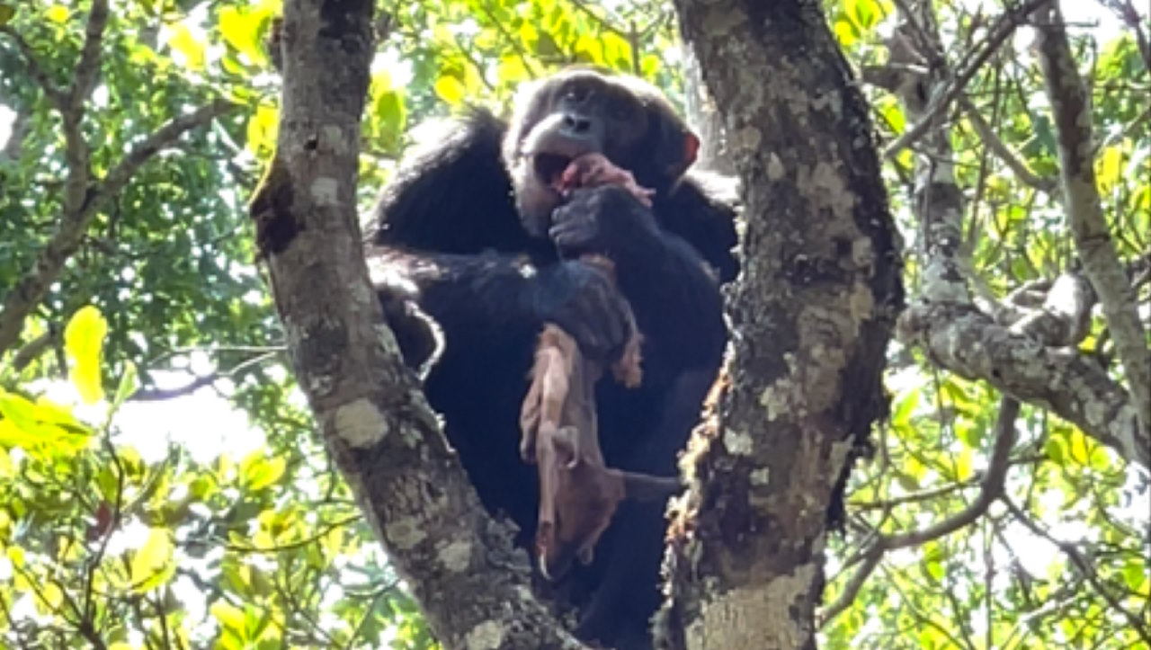 Самець шимпанзе Імбу з обідом орла. Sam Baker / GMERC